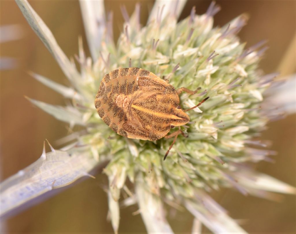 Ninfa di Graphosoma italicum italicum